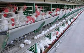 Granja de Galinha.jpg